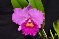 Rlc. Brunswick Bonanza Plant S85