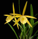 Bc. Yellow Bird