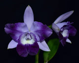 Cattleya Cariad's Mini-Quinee 'Angel Kiss' HCC/AOC