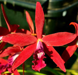 Cattleya Zip 'Kingfisher' 4n x sib