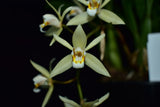 Coelogyne flaccida - flowering size, 100mm pot