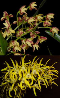 Dendrobium Gracillimum (gracillicaule x speciosum 'Oh Sugar!')