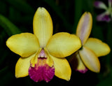 Rth. Houdini 'Topaz' 125mm flowering size