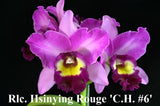 Rlc. Hsinying Rouge 'C.H. #6'