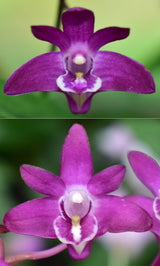 Dendrobium kingianum 'Darkie' x 'Alvin'