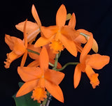 Rth. Love Passion 'Orange Bird'