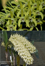 Dendrobium speciosum v. curvicaule 'Blew Moon' HCC/OSCOV x 'Daylight Moon' FCC/AOC