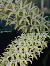 Dendrobium speciosum var. curvicaule 'Selene' x 'Diana'