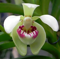 Vanda pumila - flowering size, 80mm pot