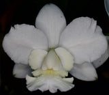 Cattleya walkeriana fma. alba 'Maclean' x self