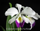 Cattleya warneri fma. semi alba 'Fiesta' x self