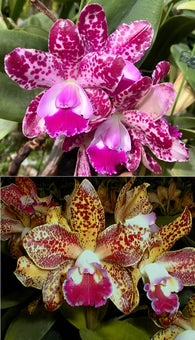 Rlc. Water Song 'C.H.' x Rlc. Waianae Leopard 'C.H.'