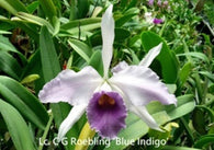 Cattleya C.G. Roebling 'Blue Indigo' HCC/OCNZ x self