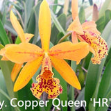 Rby. Copper Queen 'H&R'