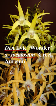 Dendrobium Kingfisher Gold (Evie 'Wonder' x speciosum 'Creek Aureum')