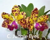 Cattleya Jungle Eyes 'KW' - miniature