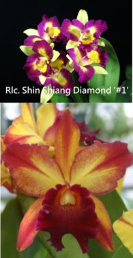 Rlc. Shin Shiang Diamond 'Taiyoung #1' x Rlc. Toshie Aoki 'Red Hsinying'