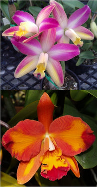 Rth. Topaz Elf x Ctt. Aussie Sunset