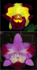 Rlc. Village Chief Rose 'Ganshan King' x C. Mari's Love 'Taka'