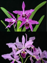 Cattleya Callistoglossa seedling (purpurata sanguinea x warscewiczii tipo)