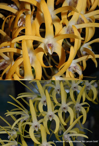 Dendrobium speciosum var grandiflorum 'Creek Aureum' x 'Mt Larcom Gold'