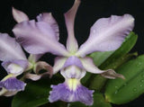 Cattleya Memoria Hiromi Nishii  seedling