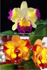 Rlc. Taiwan Fantasy 'TY' x Rth. Tzeng-Wen Free 'Chen Sun'